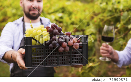 A man with a box of grapes and a glass of red wine in the hills of Italy. Vineyards of Emilia 75999371