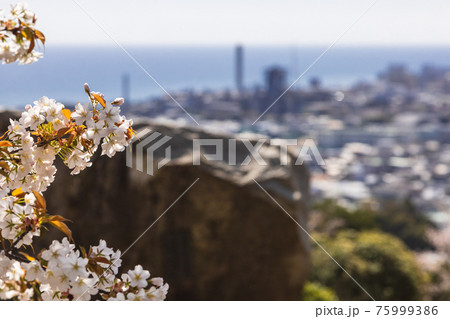 茨城県日立市 神峰公園の桜 茨城県日立市 神峰公園の桜 75999386