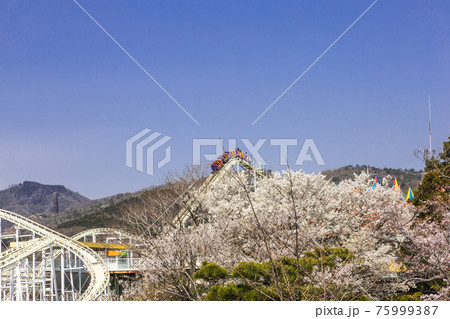 茨城県日立市 神峰公園の桜 茨城県日立市 神峰公園の桜 75999387