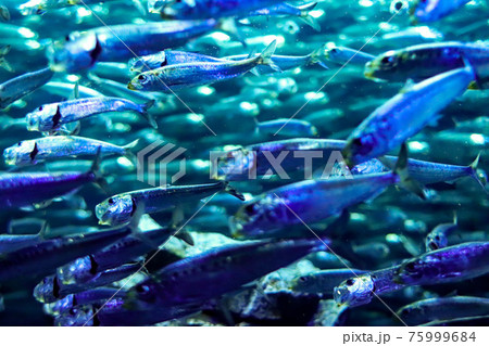 イワシの群れ 75999684
