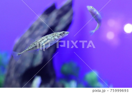水族館の魚 75999693