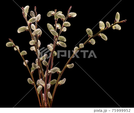 Blooming willow flowers 75999952