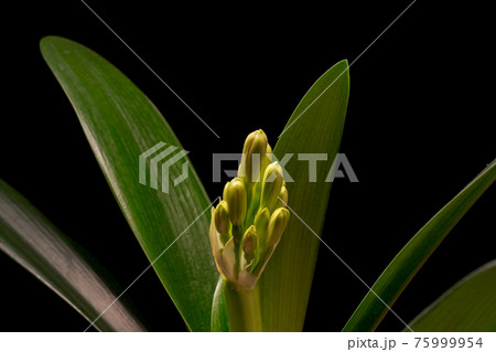 Blooming orange Amaryllis flower Blooming orange Amaryllis flower 75999954