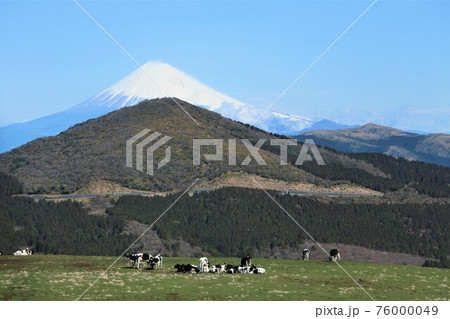 伊豆の山々　牧場　牛　富士山 76000049