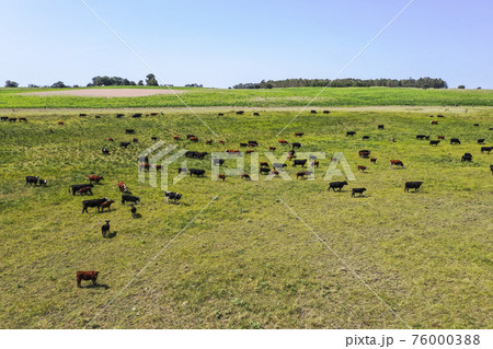 Cows silhouettes  grazing, La Pampa, Patagonia, Argentina. 76000388