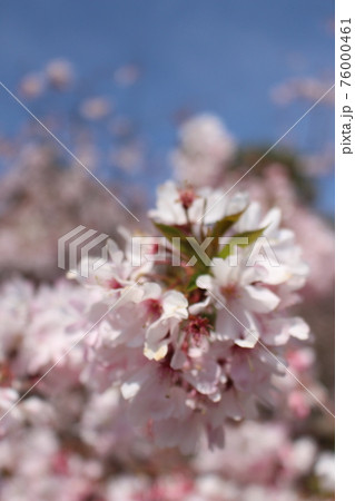 桜 桜吹雪 四季 京都市 春 京都 春休み 桜色 新学期 卒業式 桜 桜吹雪 四季 京都市 春 京都 春休み 桜色 新学期 卒業式 76000461