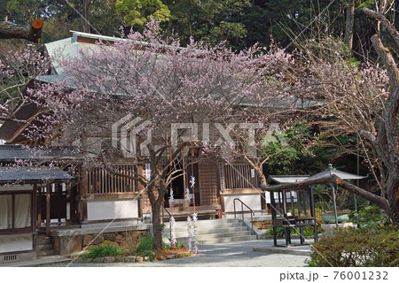 鎮國寺「淡紅梅と本堂」 76001232