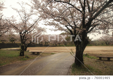 大牟田市　甘木山公園　雨上がりの桜、 76001465