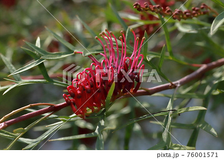 オーストラリア原産のグレビレアの花 別名 スパイダーフラワーの写真素材