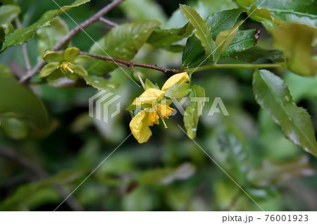 ミッキーマウスの木 ミッキーマウスの木 76001923