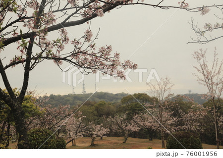 大牟田市　甘木山公園　雨上がりの桜、 76001956