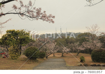 大牟田市 甘木山公園 雨上がりの桜、 大牟田市 甘木山公園 雨上がりの桜、 76001957