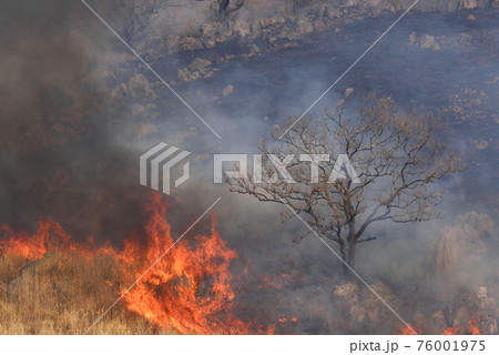 平尾台野焼き（午前の部） 76001975