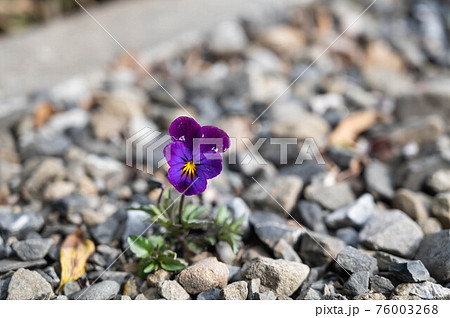 砂利とスミレの花 砂利とスミレの花 76003268