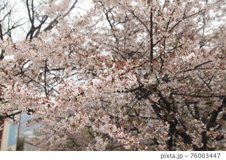 大牟田市 雨上がりの甘木山公園 桜、 大牟田市 雨上がりの甘木山公園 桜、 76003447