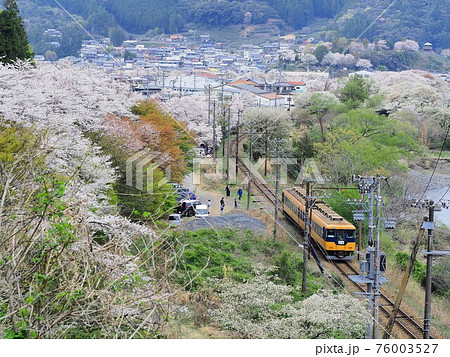 静岡県　家山の桜と大鉄の近鉄電車　春 76003527