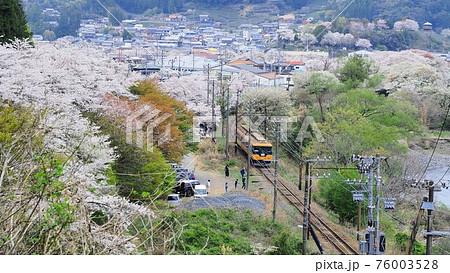 静岡県　家山の桜と大鉄の近鉄電車　春 76003528