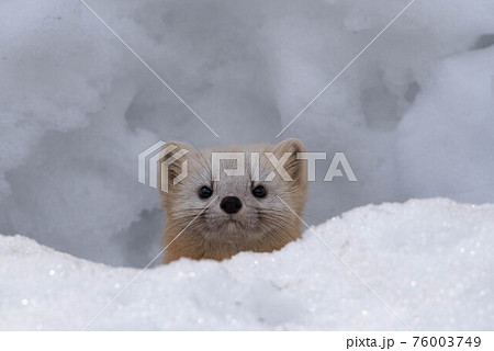 雪穴から顔を出すエゾクロテン 雪穴から顔を出すエゾクロテン 76003749