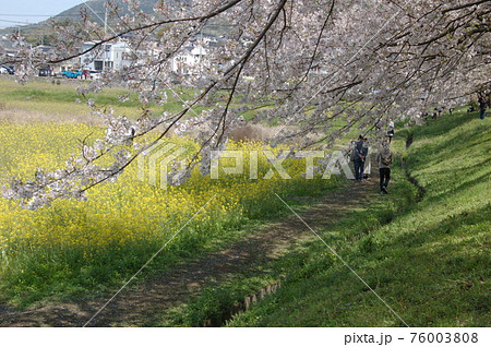 太宰府市・水城跡の桜 76003808
