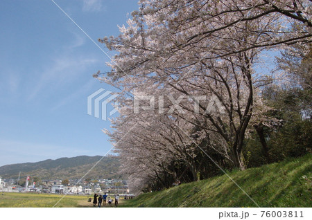 太宰府市・水城跡の桜 太宰府市・水城跡の桜 76003811