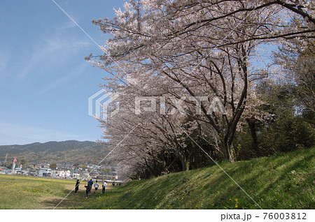 太宰府市 水城跡の桜の写真素材