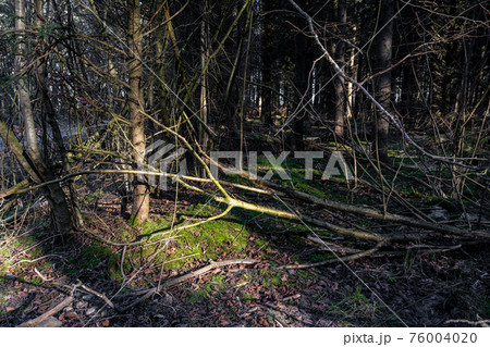 A forest glade in beautiful early morning light. Green moss on the ground A forest glade in beautiful early morning light. Green moss on the ground 76004020