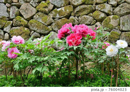 長谷寺（奈良）2　牡丹 76004023