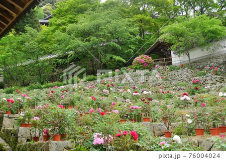 長谷寺 奈良 1 牡丹の写真素材