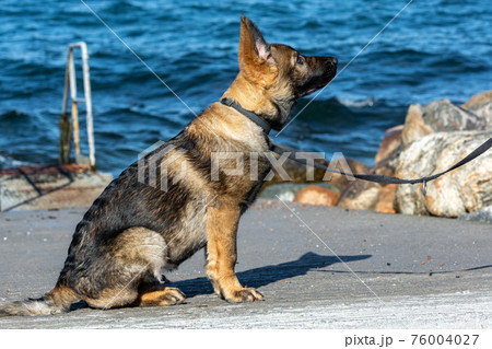 A picture of a fifteen weeks old German Shepherd puppy. Blue ocean in the background A picture of a fifteen weeks old German Shepherd puppy. Blue ocean in the background 76004027