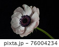 Beautiful flower on a dark background 76004234