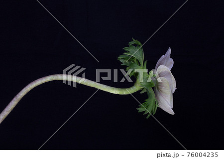 Flower on a black background 76004235