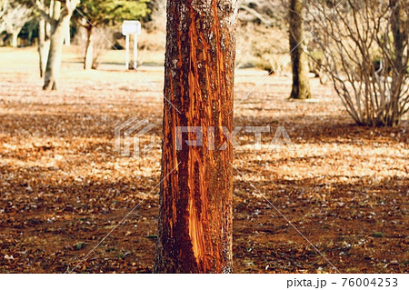 熊の爪痕　北海道 76004253