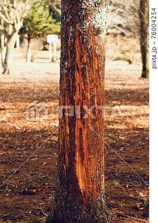 熊の爪痕　北海道 76004254