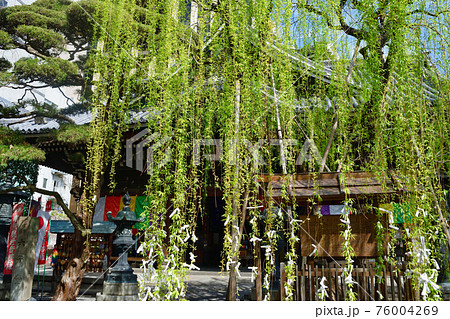 京都 紫雲山頂法寺 六角堂と六角柳 京都 紫雲山頂法寺 六角堂と六角柳 76004269
