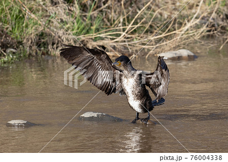 カワウの羽ばたき カワウの羽ばたき 76004338