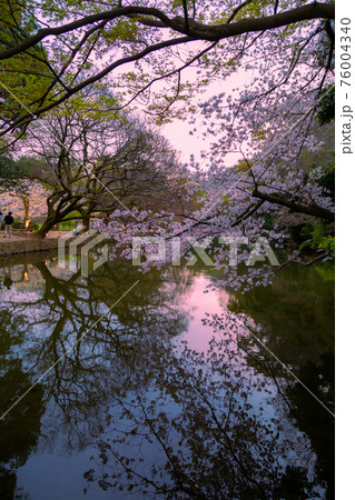 21年 栗林公園春のライトアップの写真素材