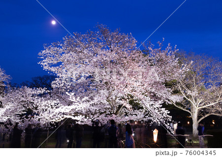 2021年　栗林公園春のライトアップ 76004345