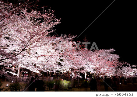 21年 栗林公園春のライトアップの写真素材