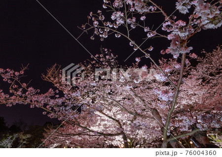 2021年　栗林公園春のライトアップ 76004360