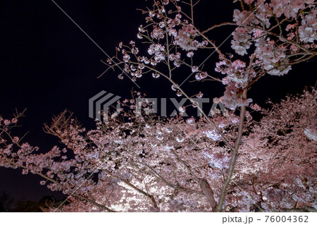 2021年　栗林公園春のライトアップ 76004362