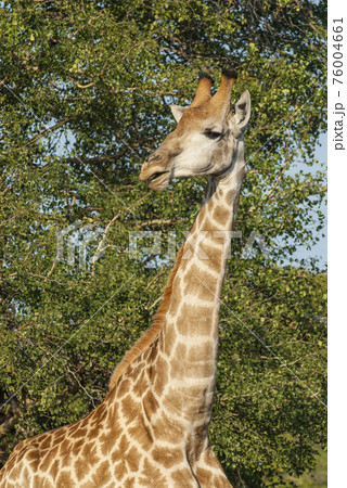 Giraffa, Kruger National Park Giraffa, Kruger National Park 76004661