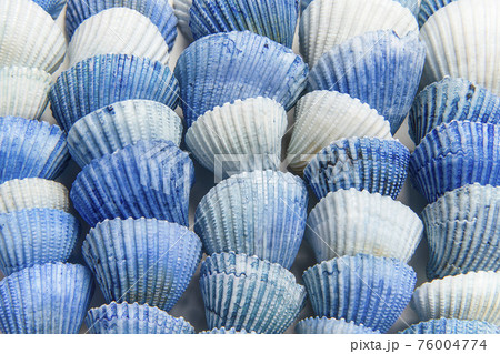 Pattern of blue shells in a row in a full frame stucture as a background 76004774