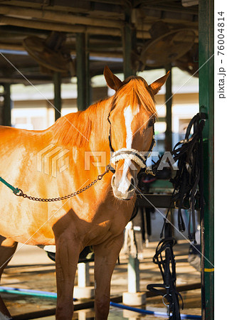 乗馬クラブ イメージ 乗馬クラブ イメージ 76004814