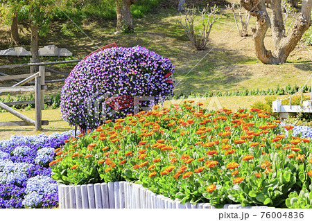 明石海峡公園 チューリップと春の花々 明石海峡公園 チューリップと春の花々 76004836