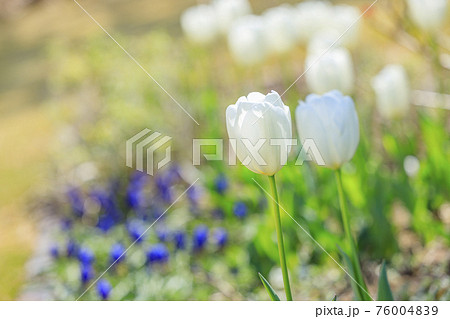 明石海峡公園 チューリップと春の花々 明石海峡公園 チューリップと春の花々 76004839