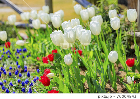 明石海峡公園　チューリップと春の花々 76004843