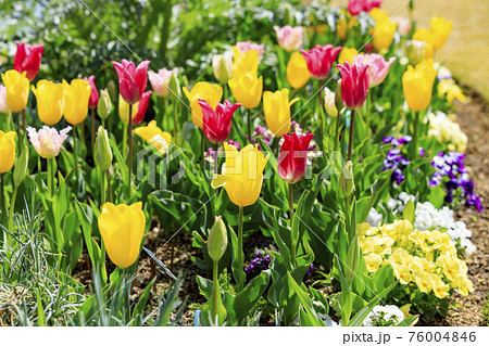 明石海峡公園 チューリップと春の花々 明石海峡公園 チューリップと春の花々 76004846