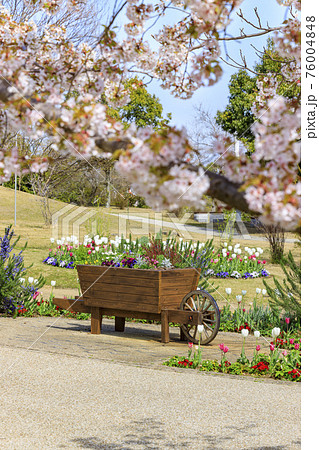 明石海峡公園　チューリップと春の花々 76004848