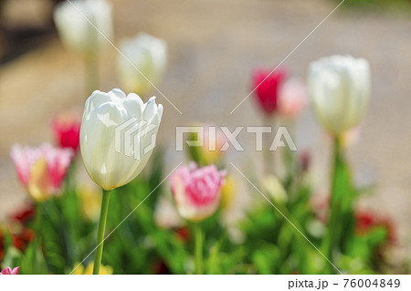 明石海峡公園 チューリップと春の花々 明石海峡公園 チューリップと春の花々 76004849