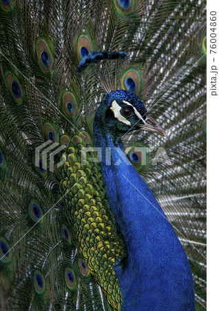 Peacock portrait with its feathers held up high in a full frame pattern Peacock portrait with its feathers held up high in a full frame pattern 76004860